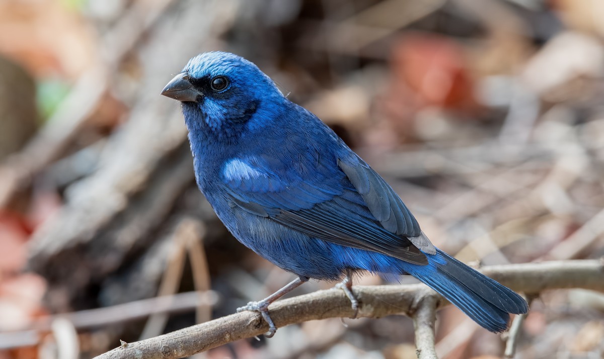 Blue Bunting - Shailesh Pinto