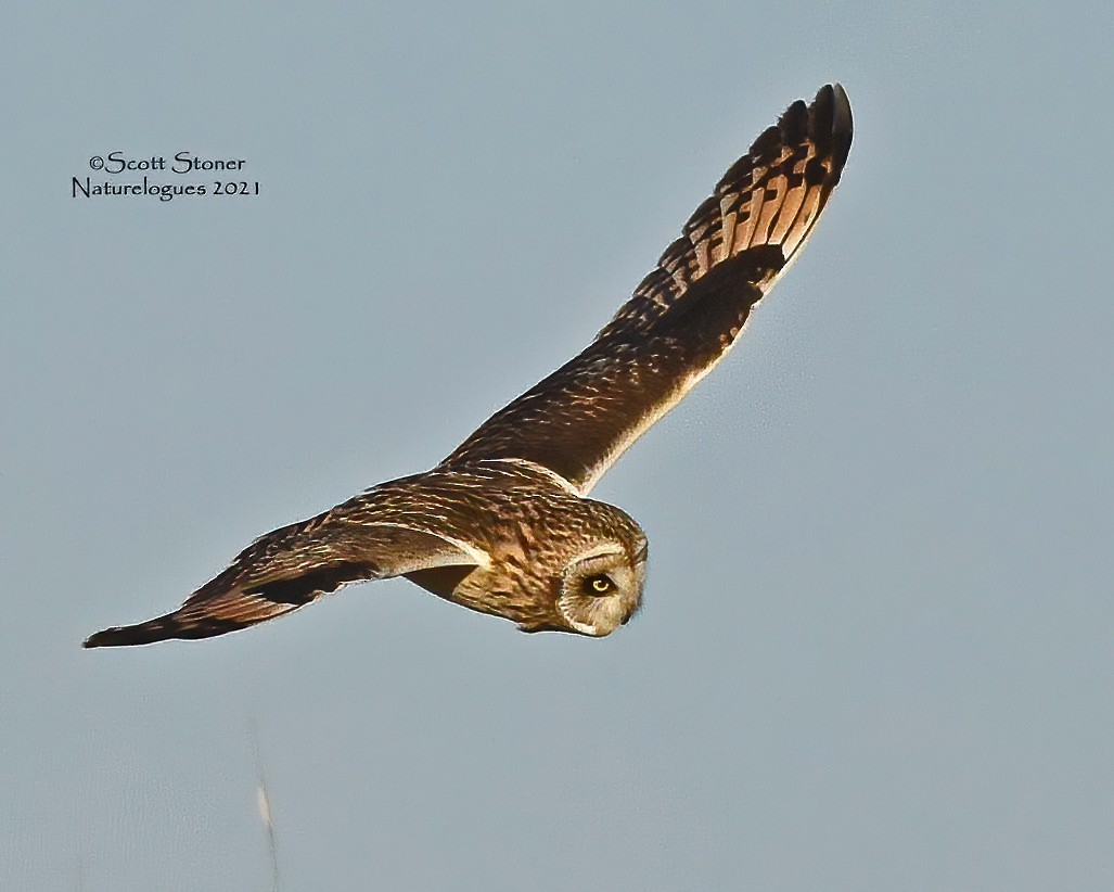 Short-eared Owl - ML320319321