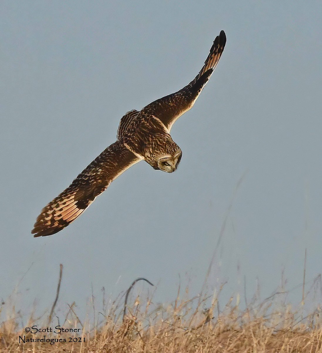 Short-eared Owl - ML320319361