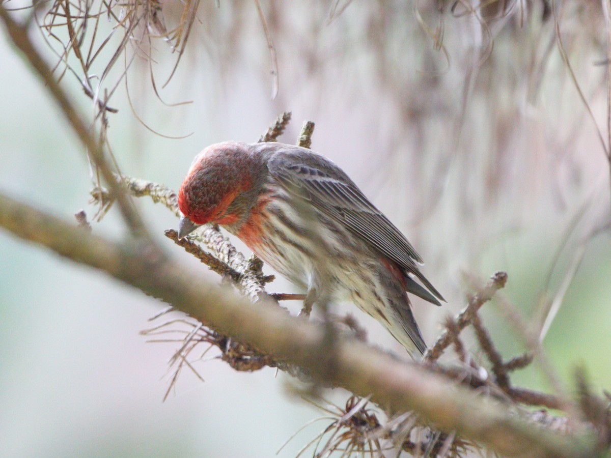 House Finch - ML320319591