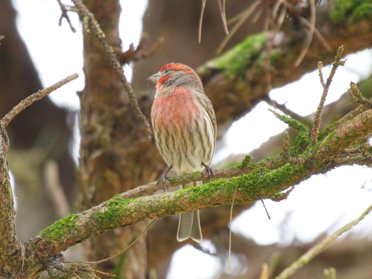 House Finch - ML320319621