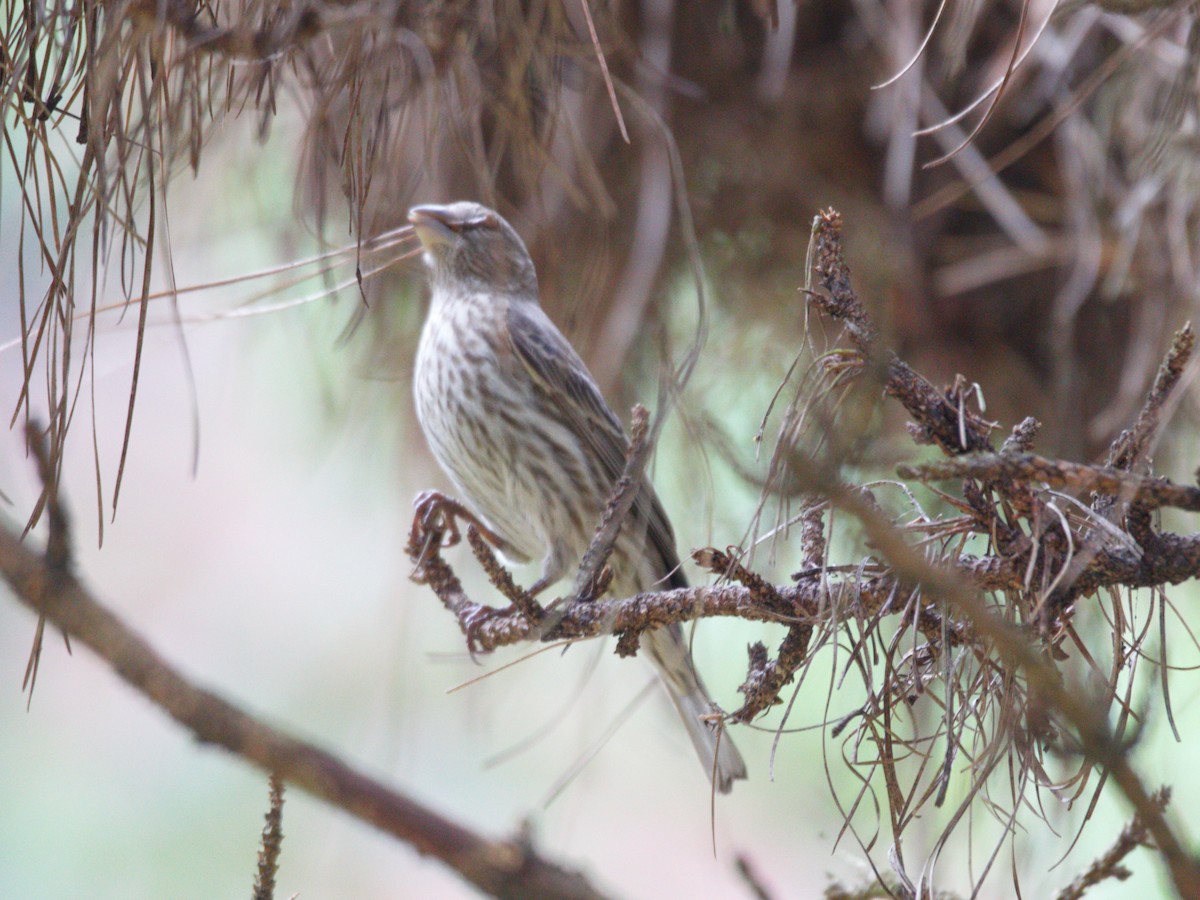 House Finch - ML320319641
