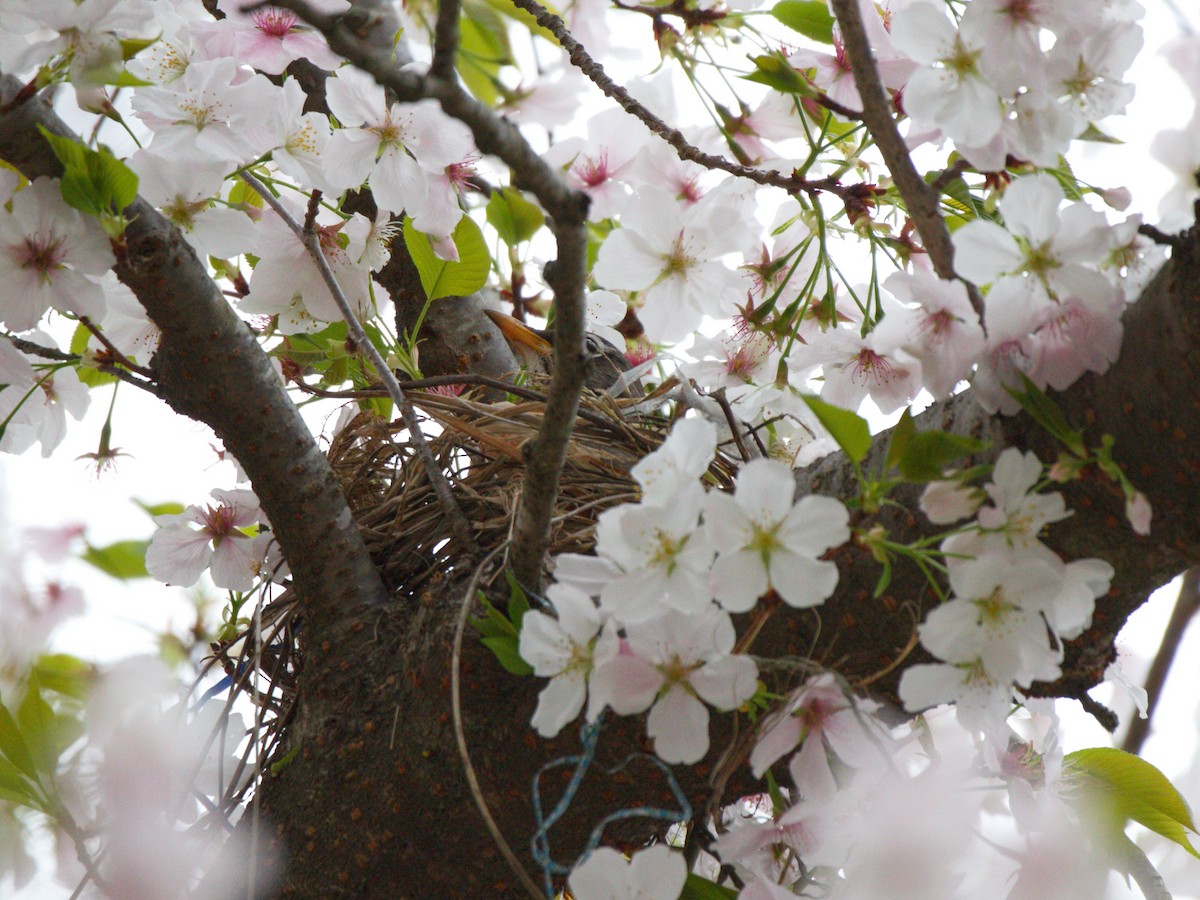 American Robin - ML320319691