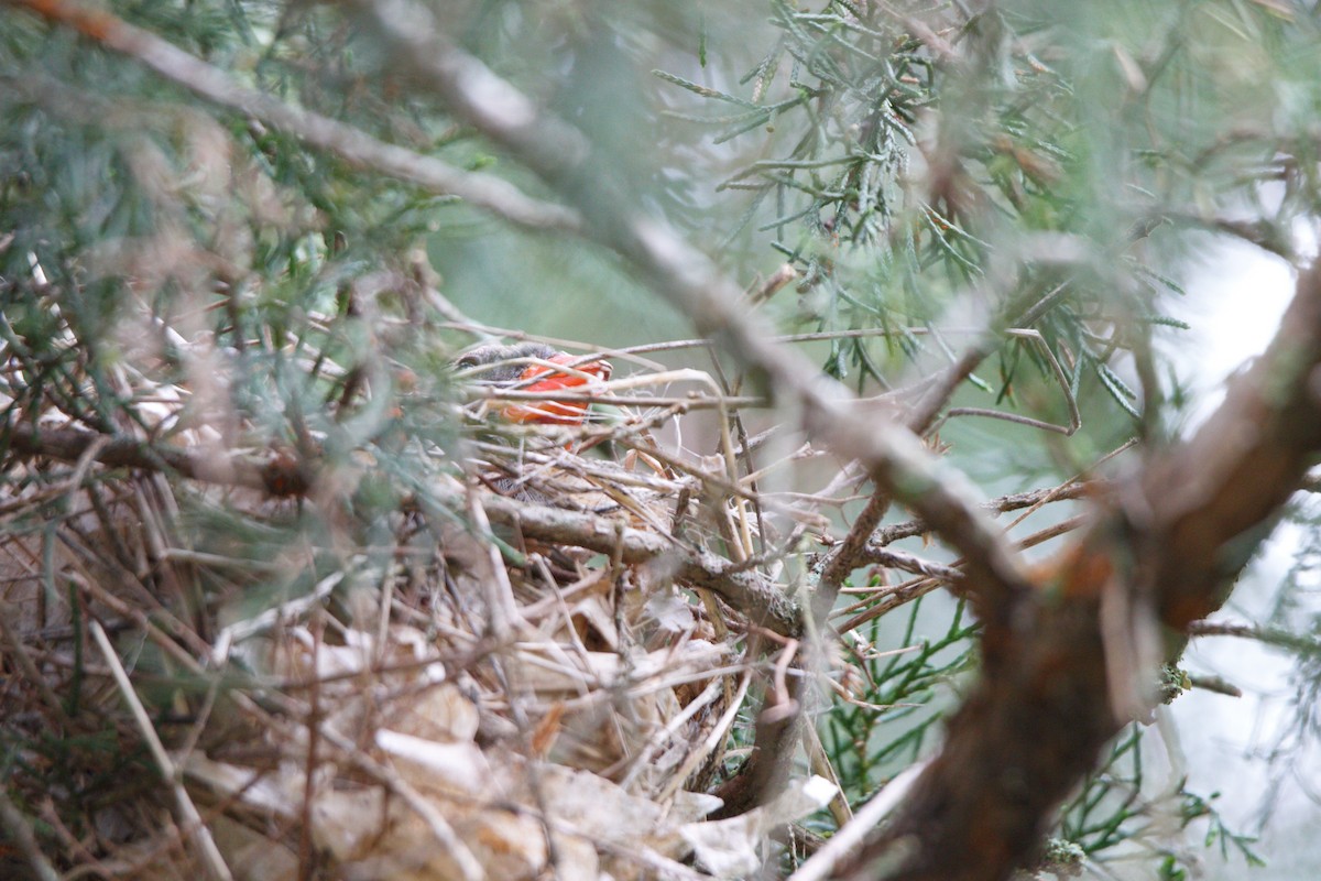 Northern Cardinal - ML320319741