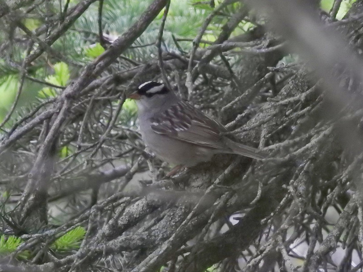 White-crowned Sparrow - ML320320191