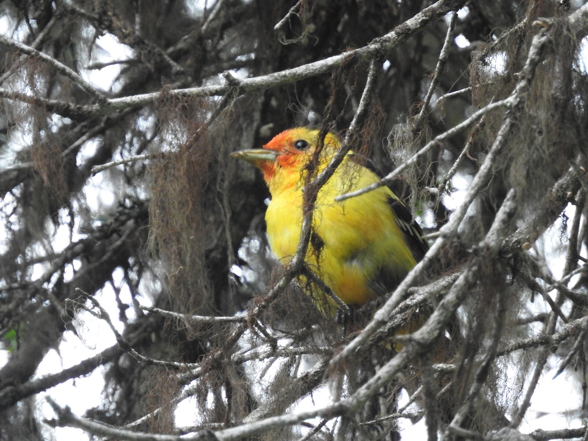 Western Tanager - ML320320231