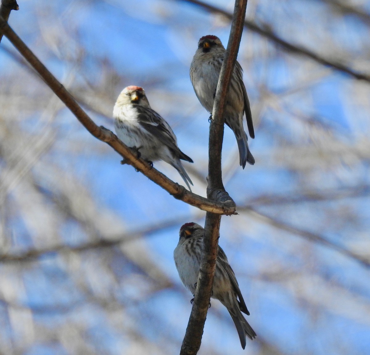 Common Redpoll - Pamela Bruno