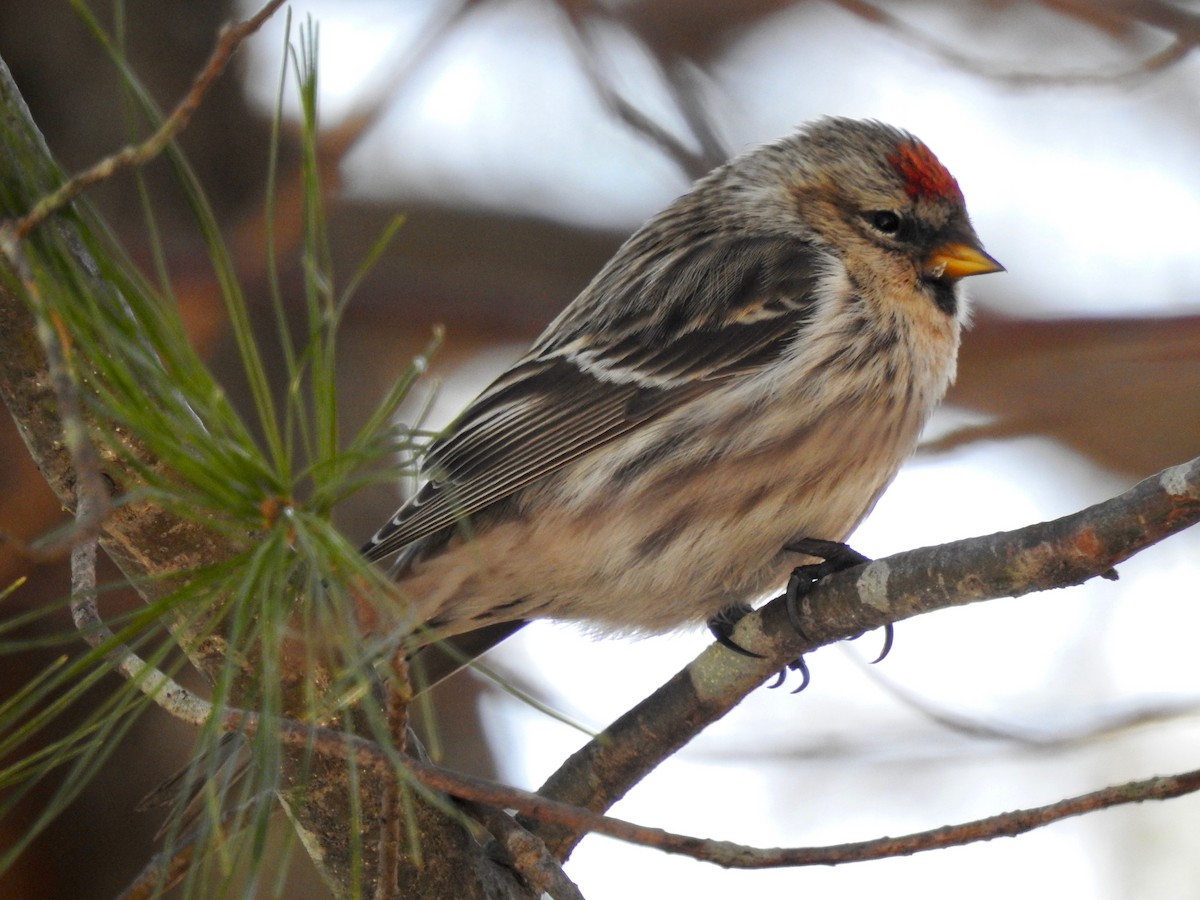 Common Redpoll - ML320320591