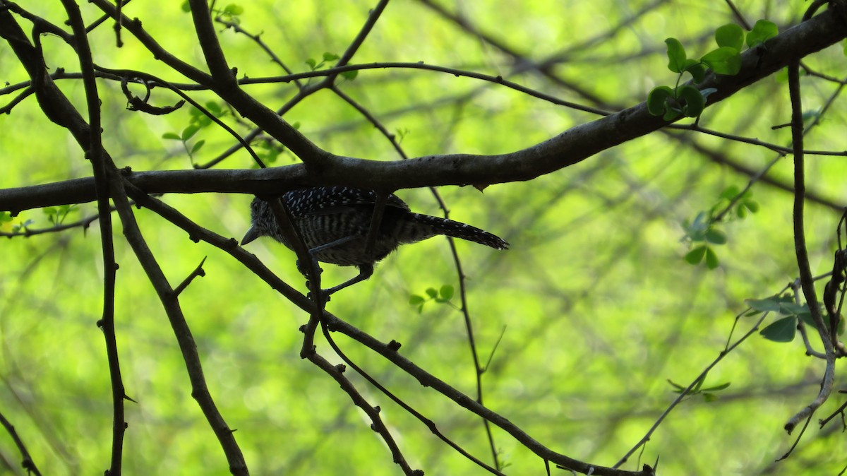 Barred Antshrike - Lisa Owens