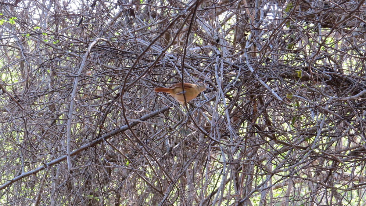 Barred Antshrike - ML320321351