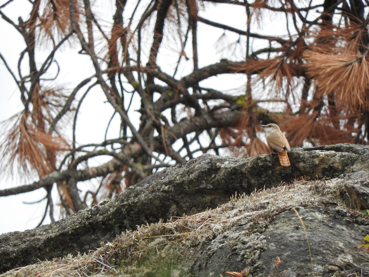 Canyon Wren - ML32032201