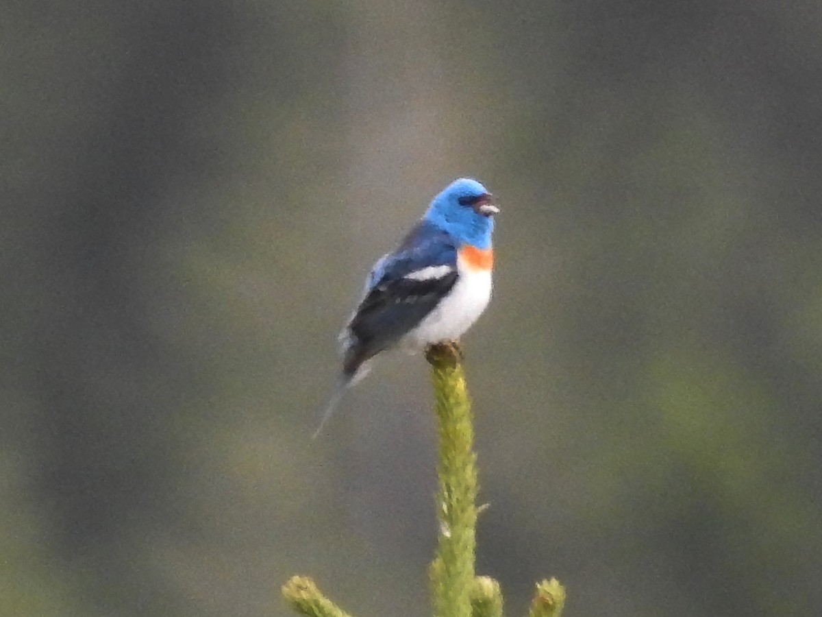 Lazuli Bunting - Jeffrey Gammon