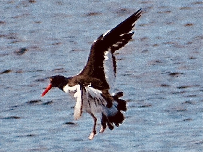 American Oystercatcher - ML320322571