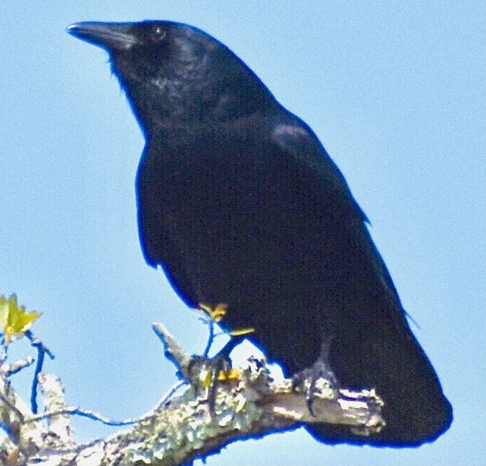 Fish Crow - ML320322901