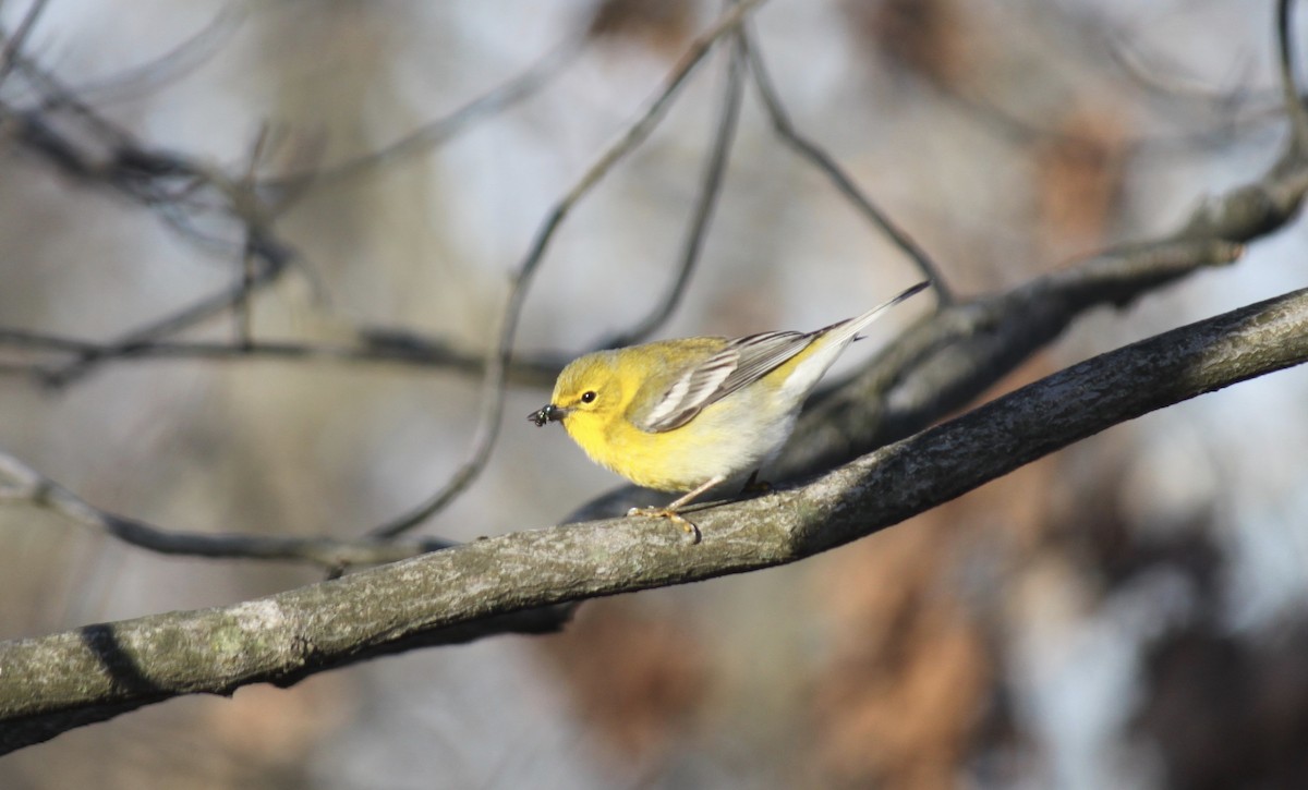 Pine Warbler - Fred Seifert