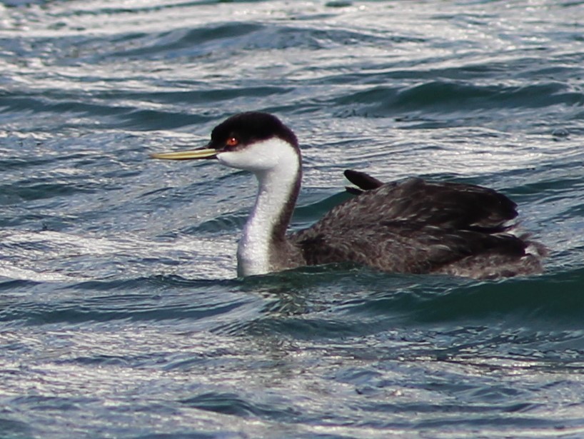 Western Grebe - Ken Lamberton