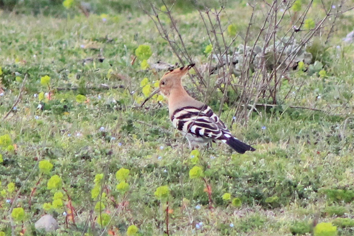 Common Hoopoe - ML320324251