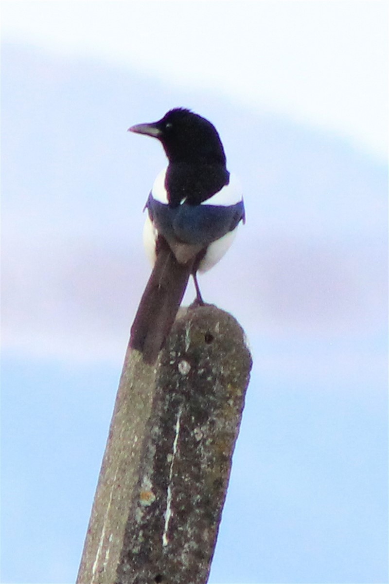Eurasian Magpie - ML320324271