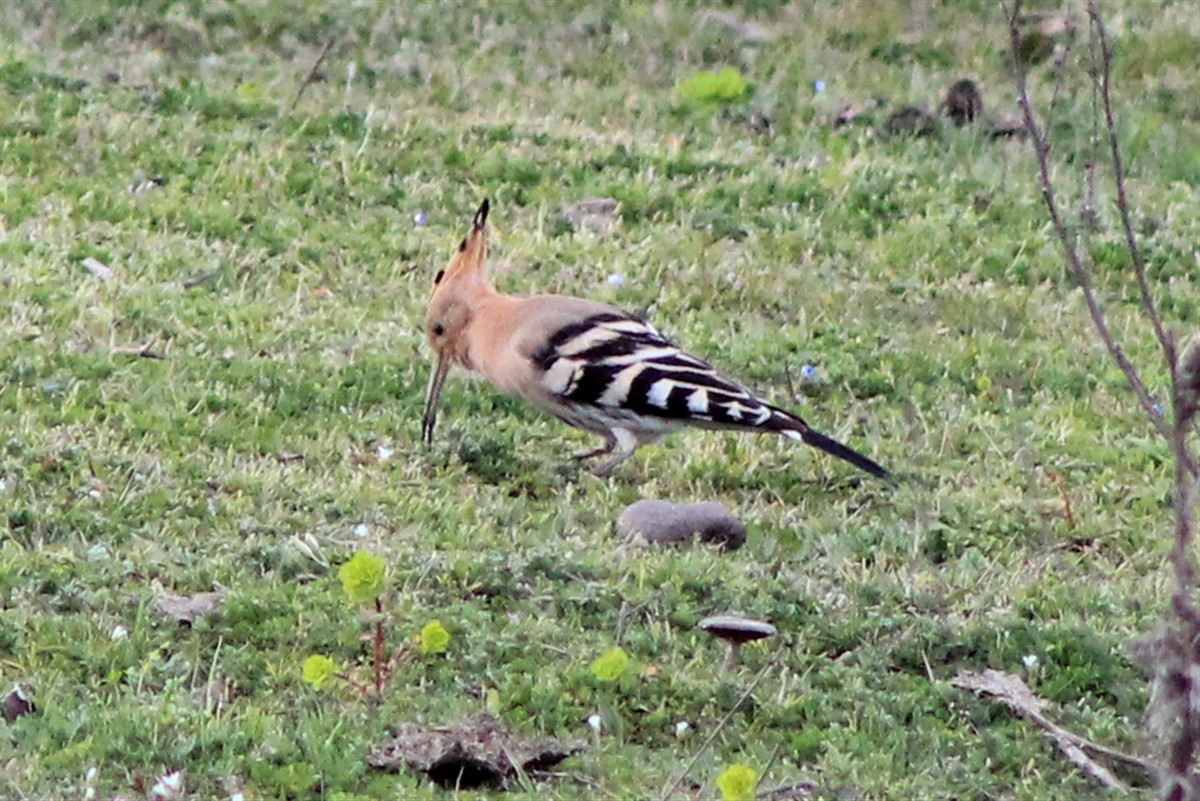 Common Hoopoe - ML320324281