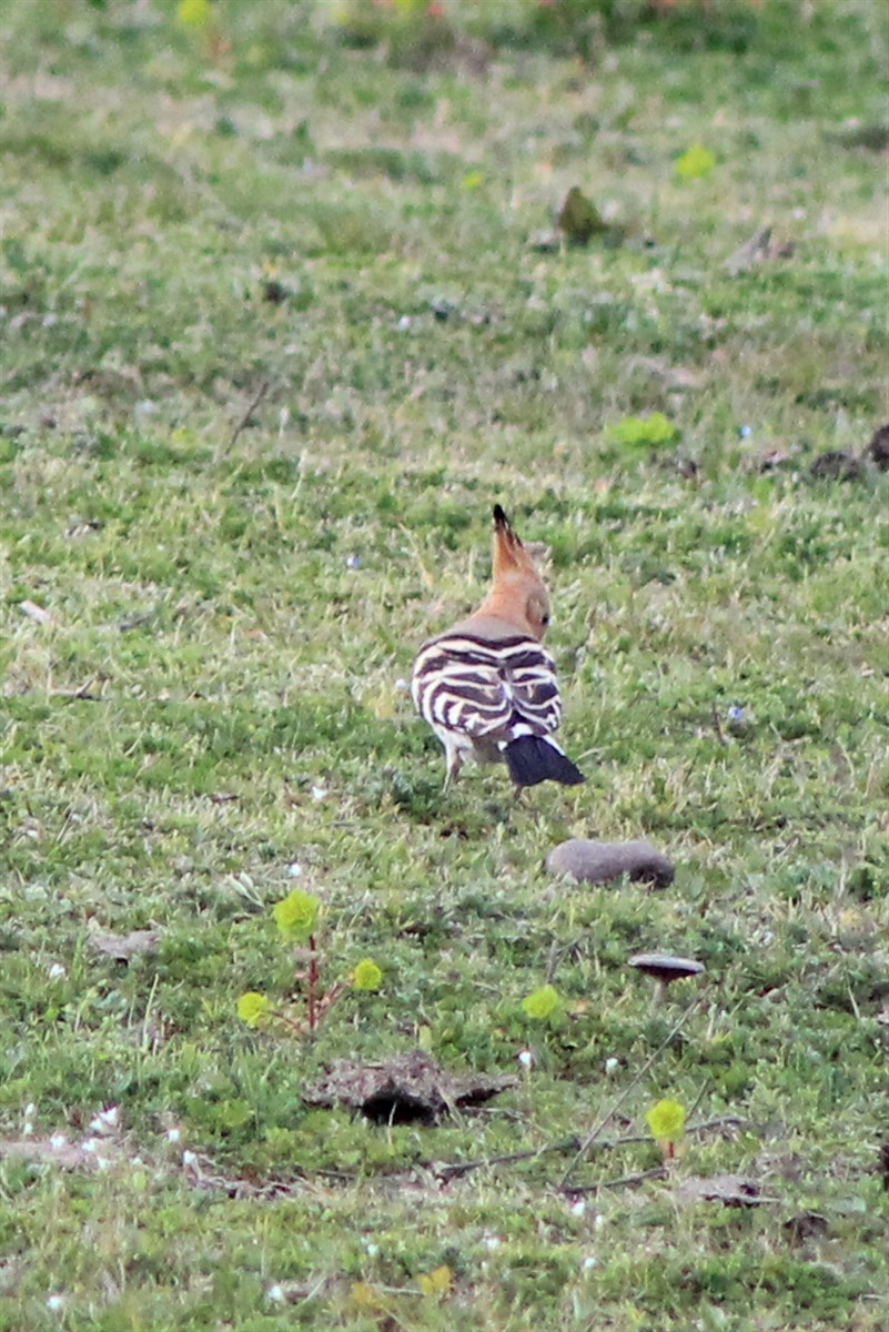Common Hoopoe - ML320324291