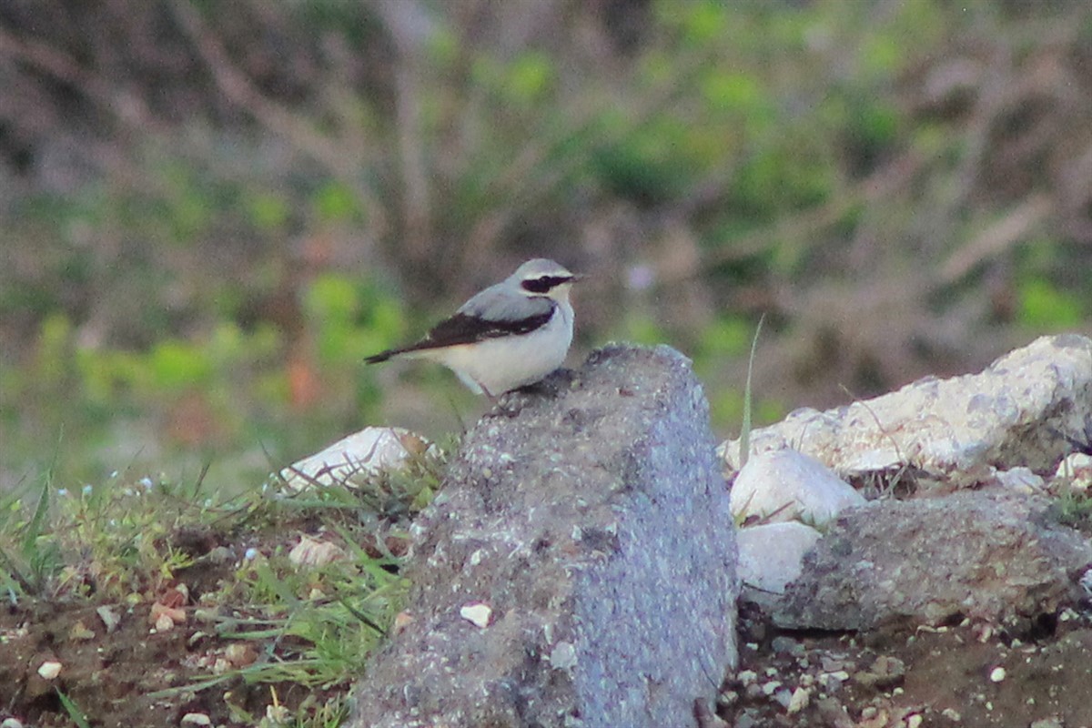 Northern Wheatear - ML320324301