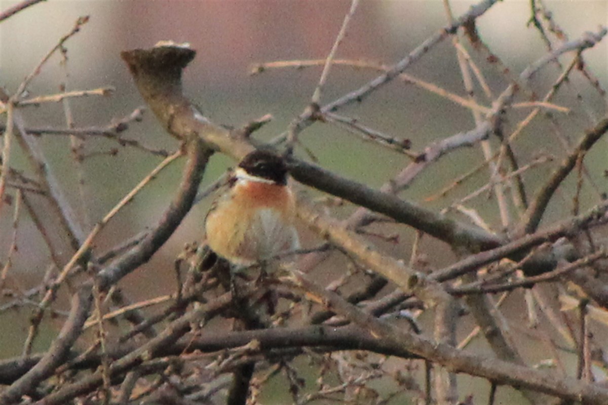European Stonechat - ML320324321