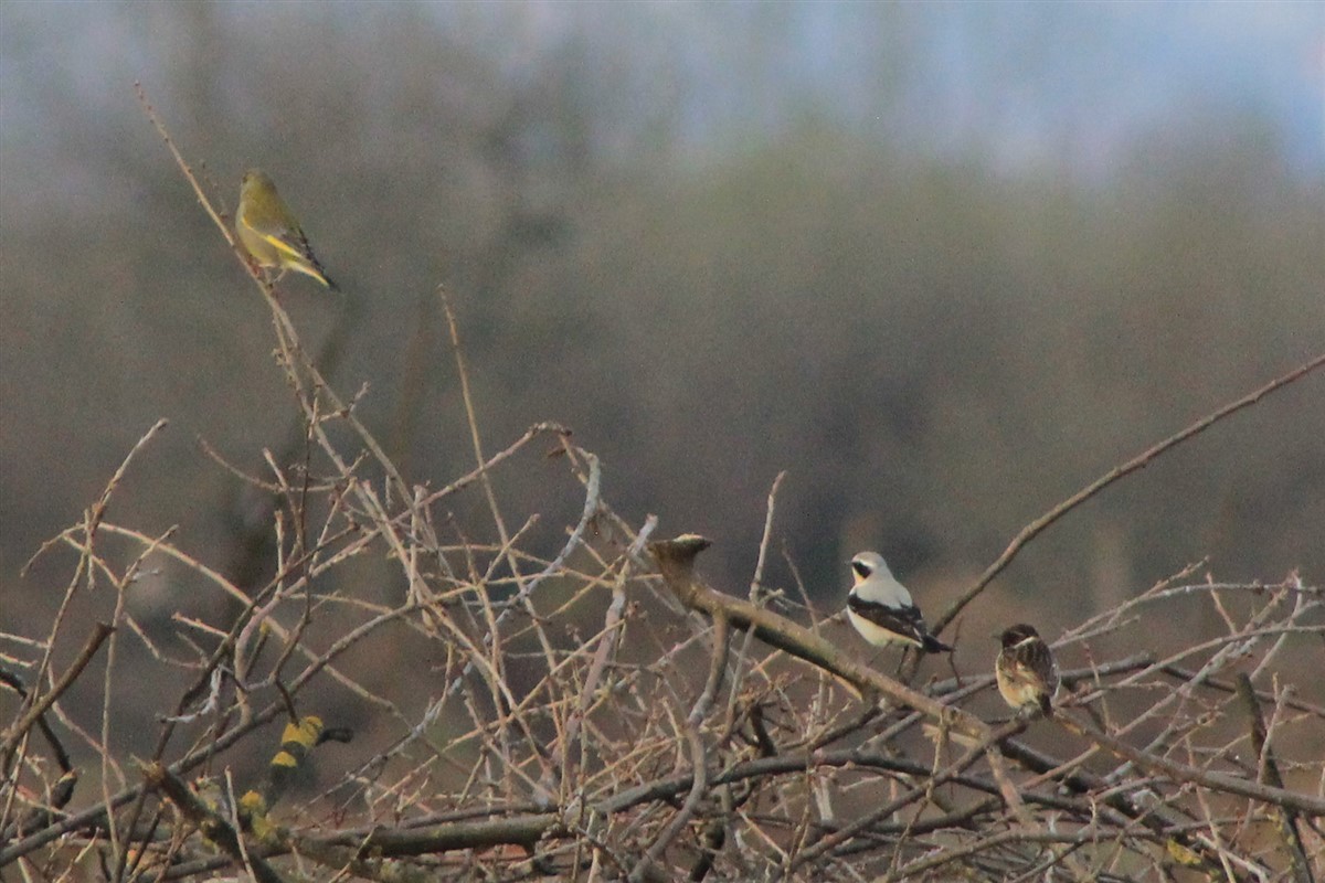 European Stonechat - ML320324361