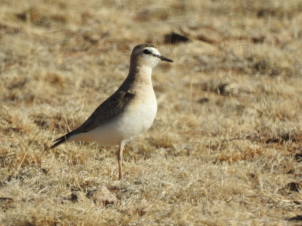 Mountain Plover - ML320324431