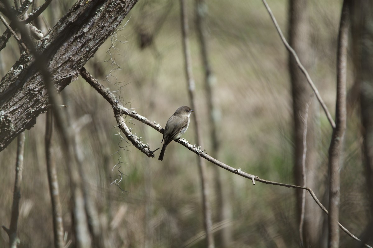 Eastern Phoebe - ML320325391