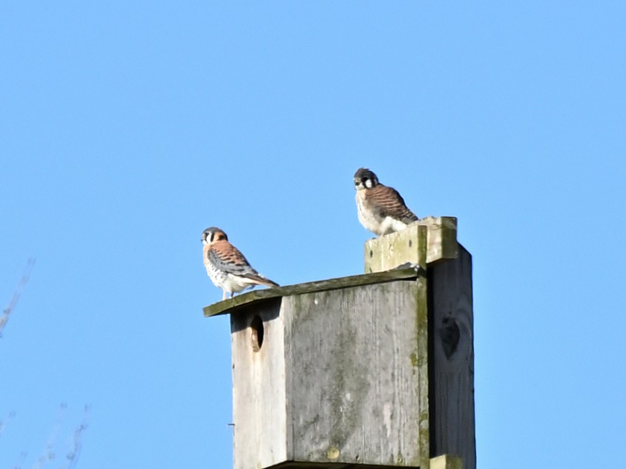 American Kestrel - ML320326051