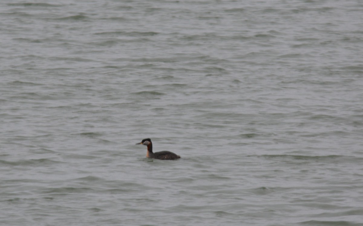 Red-necked Grebe - ML320326151
