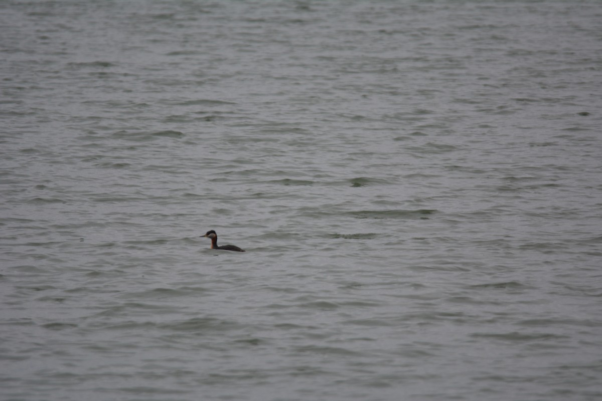 Red-necked Grebe - ML320326191