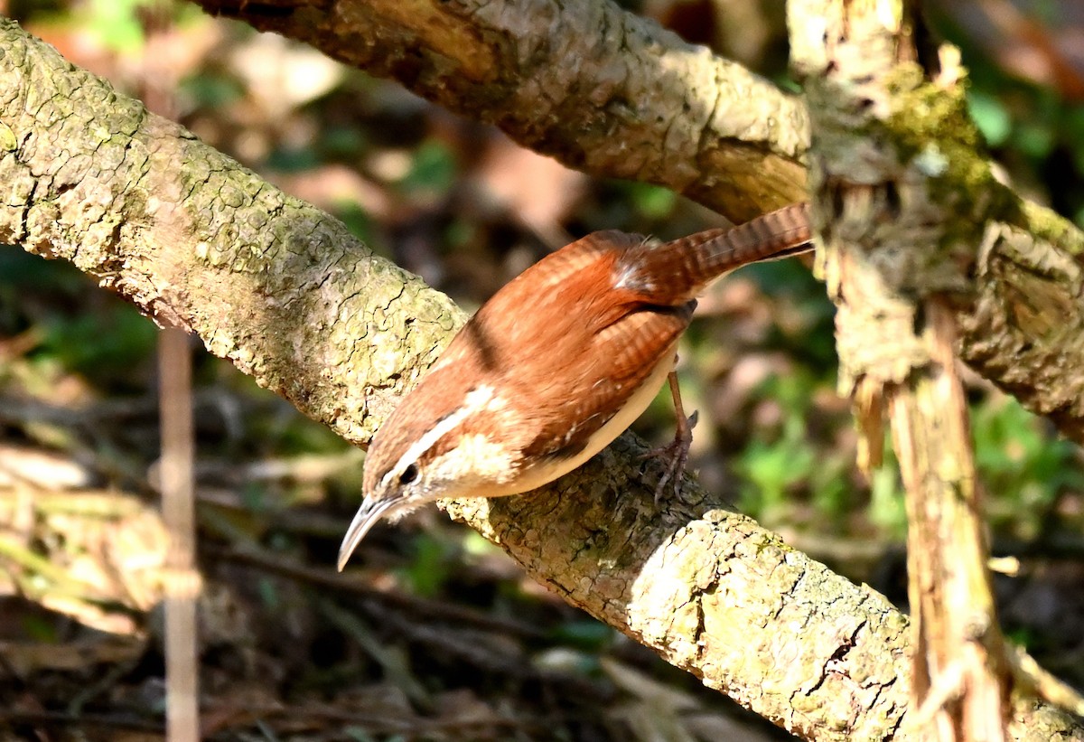 Carolina Wren - ML320326231