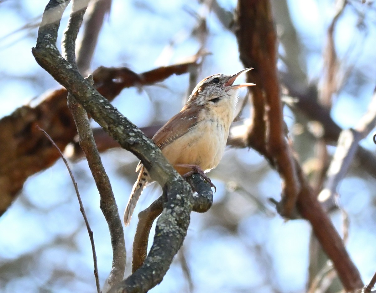 Carolina Wren - ML320326251