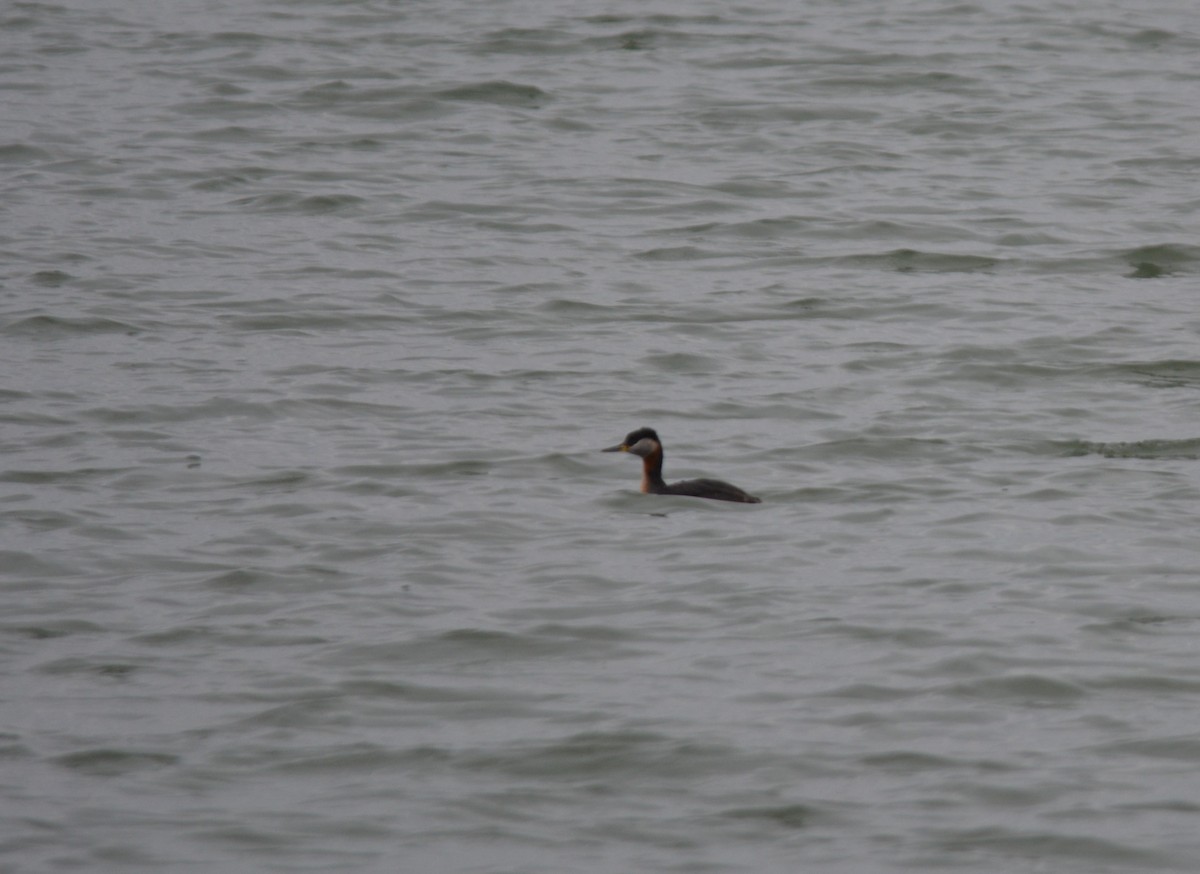 Red-necked Grebe - ML320326271