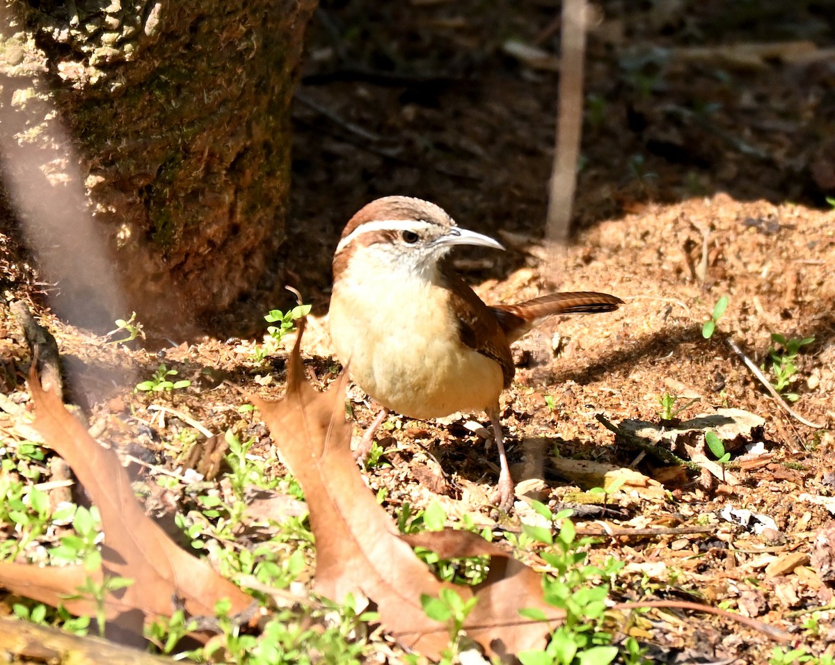 Carolina Wren - ML320326281