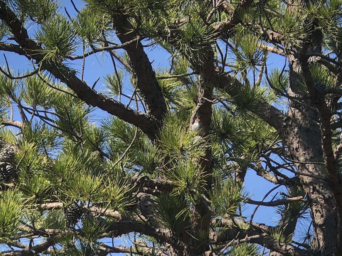 Chipping Sparrow - ML320327271