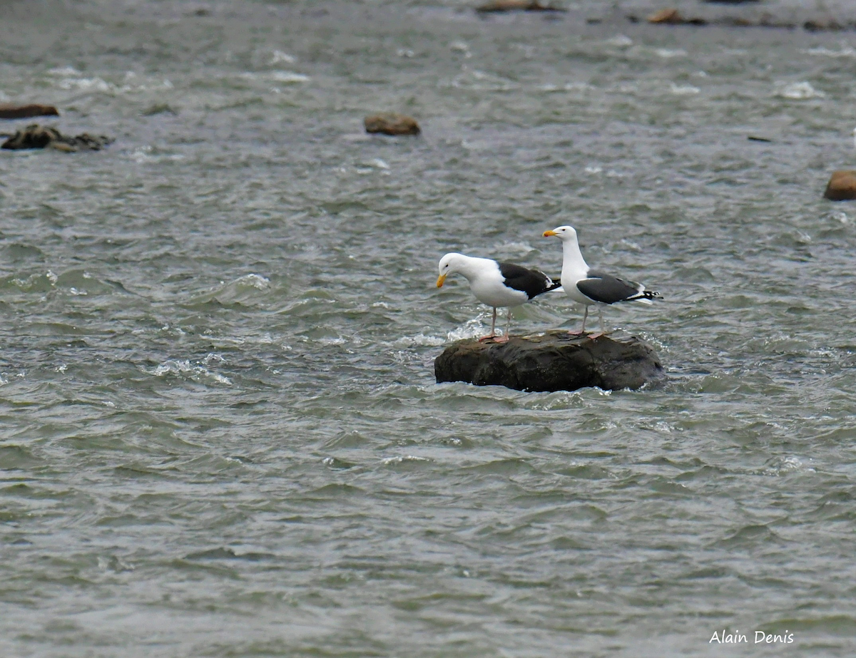 Great Black-backed Gull - ML320328481