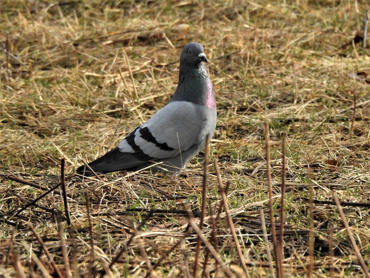 Rock Pigeon (Feral Pigeon) - Jim Walton