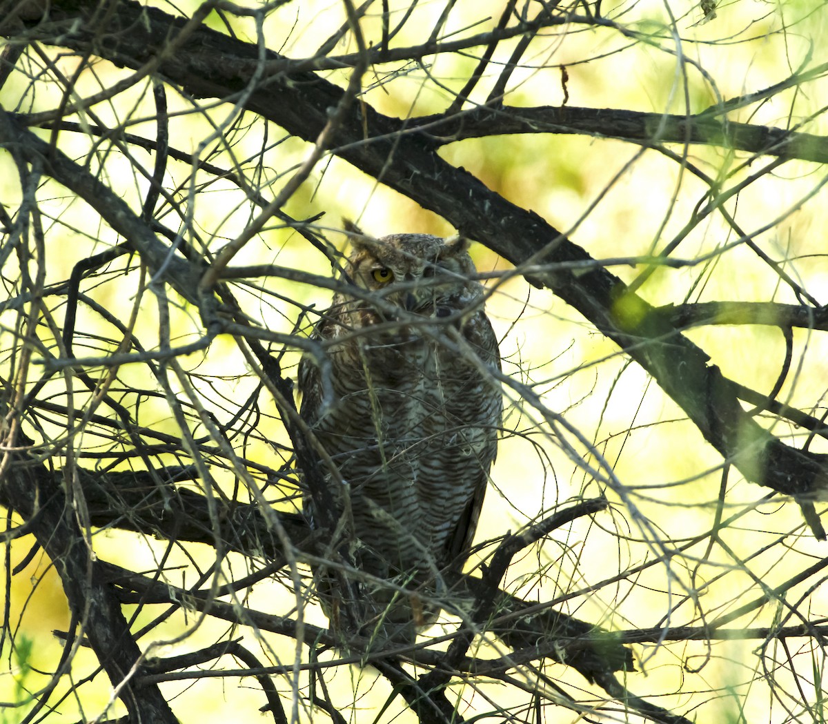 Great Horned Owl - shawn mason