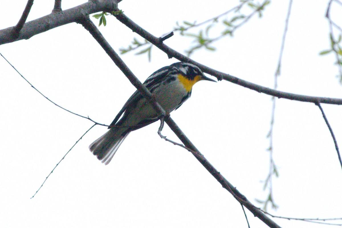 Yellow-throated Warbler - ML320335351