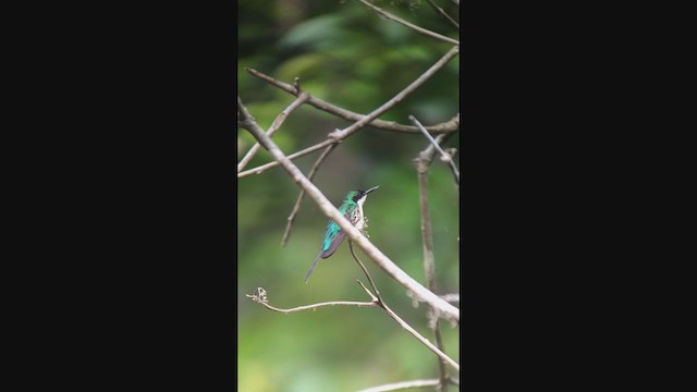 Colibrí Hada Oriental - ML320335391