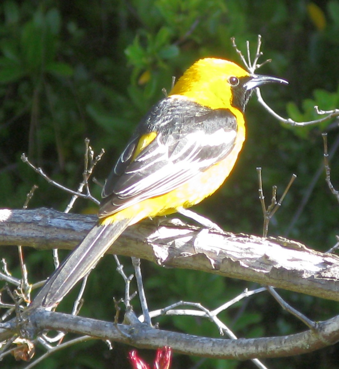 Hooded Oriole - ML320335631