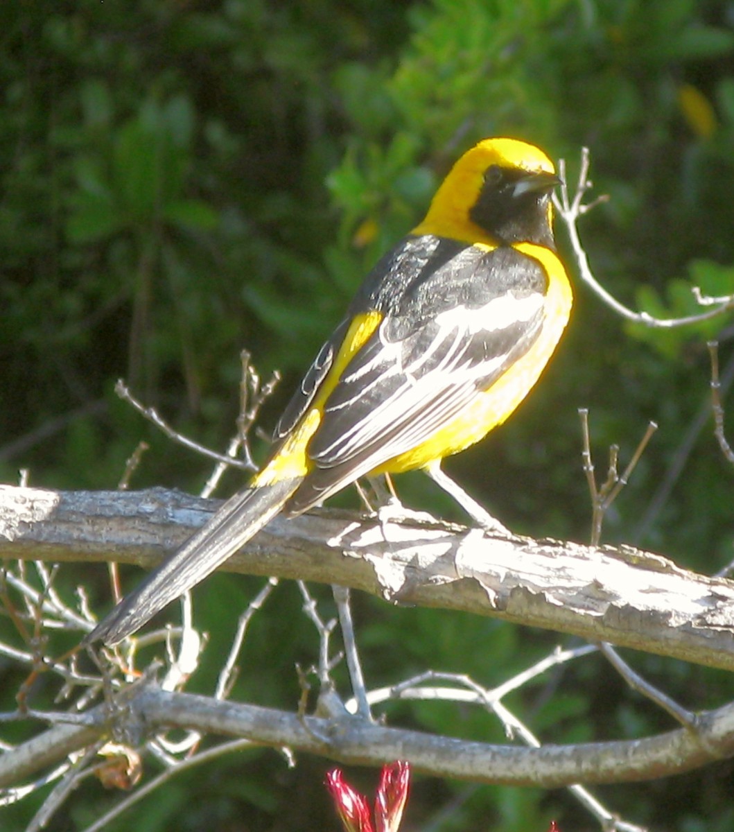 Hooded Oriole - ML320335691