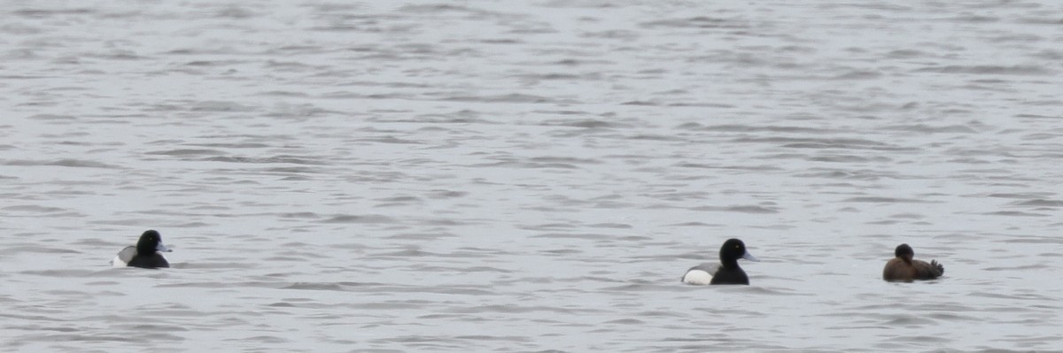 Greater Scaup - ML320336541