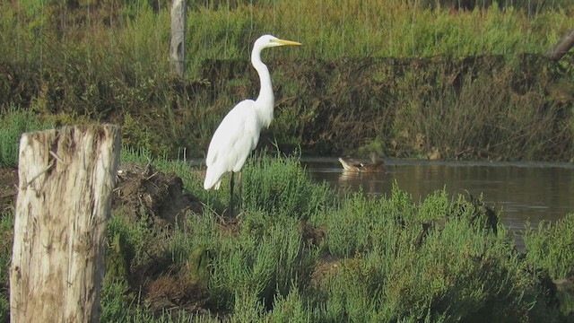 Great Egret - ML320336551