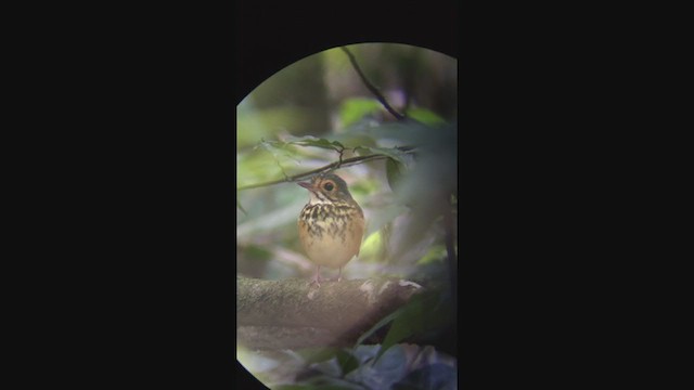 Spotted Antpitta - ML320337081