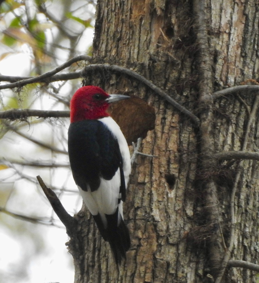 Red-headed Woodpecker - ML320337101