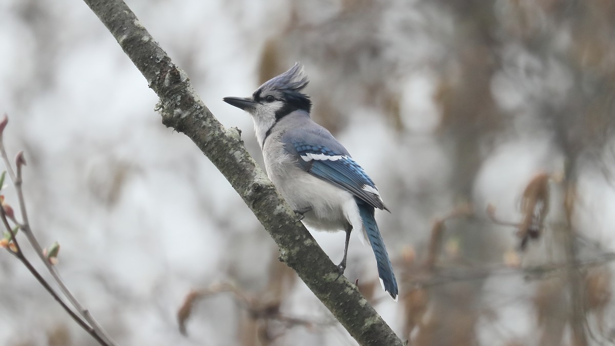 Blue Jay - ML320337471