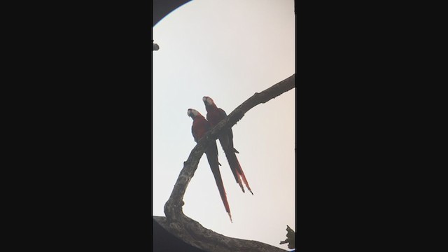 Scarlet Macaw - ML320338181